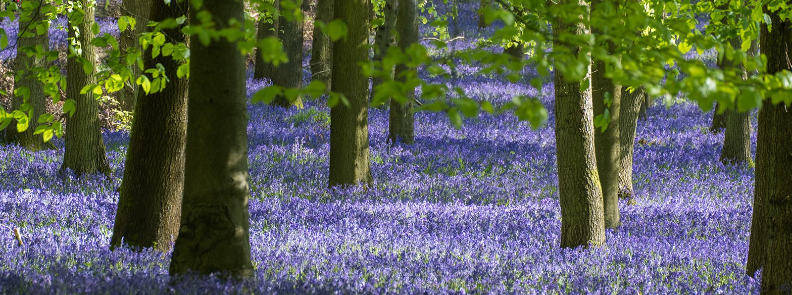 Bluebell-Woods-Near-Me-Chichester-Sussex